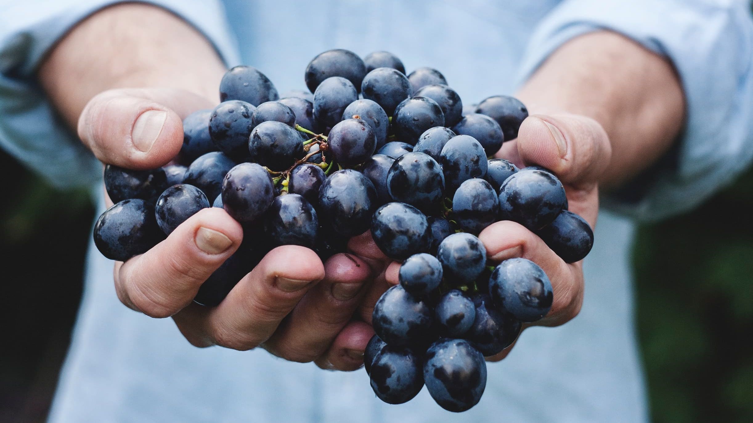 Wat weet jij over de Merlot druif?